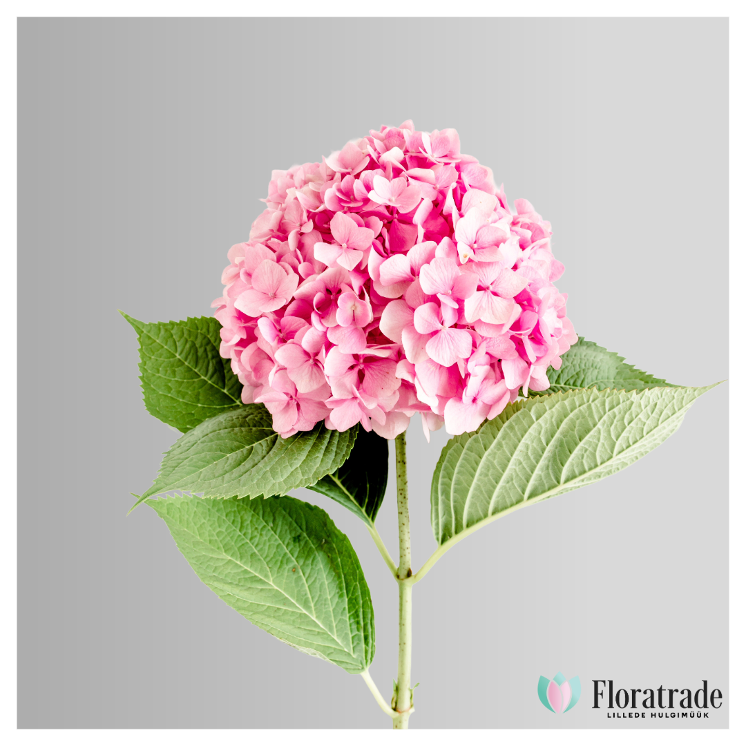 taust (3).png (903 KB)